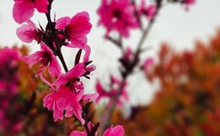 第四色网站主页